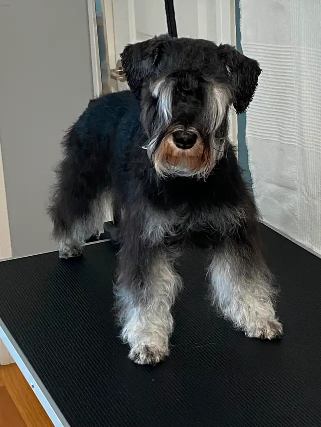 Miniature Schnauzer Puppies in Dogs & Puppies for Rehoming in City of Toronto - Image 5