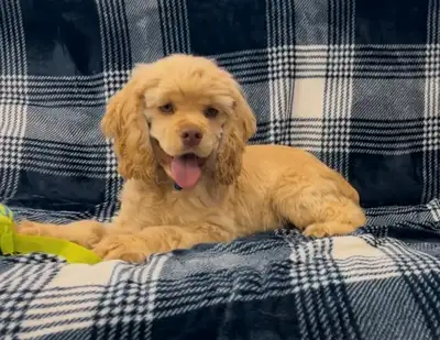 Benji ~American Cocker Spaniel, View more