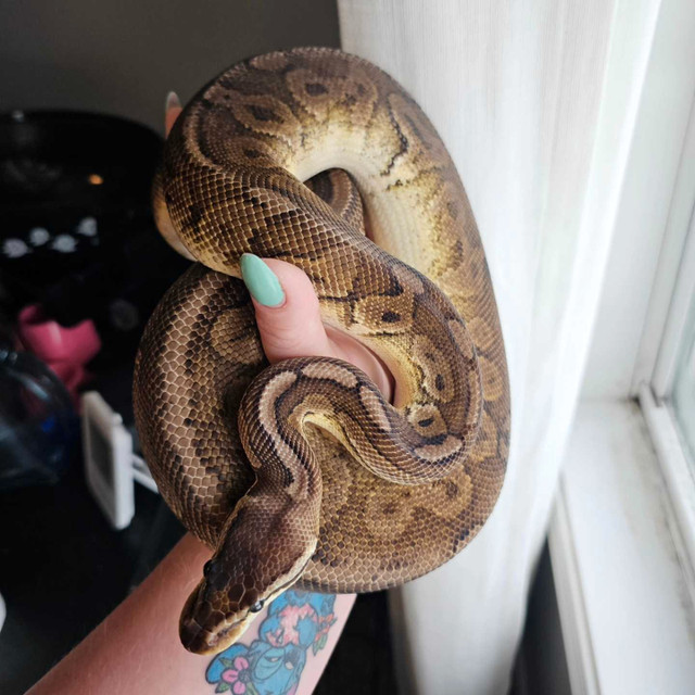 Friendly male cinnamon pastel possible sugar ball python in Reptiles & Amphibians for Rehoming in Fredericton - Image 4