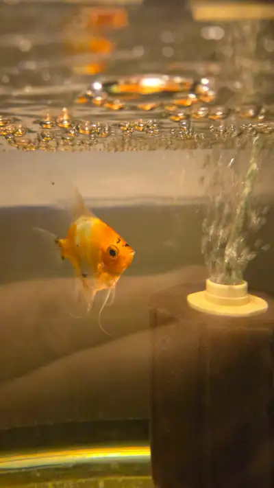 Rehoming   2.5" Koi Angelfish for free, View more
