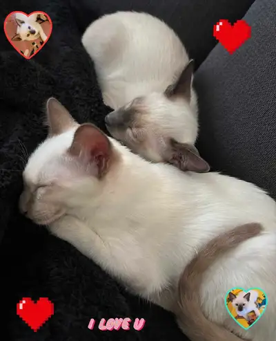 ♥️Sublimes Chatons Siamois Vaccinés♥️Siamese Kittens Vaccinated, View more