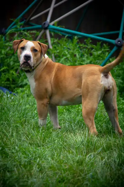  Adult female dog for rehome, View more