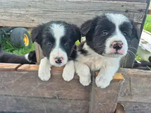 Pups ready to go to their new family! Parents are proven dogs and very social. They are raised on a...