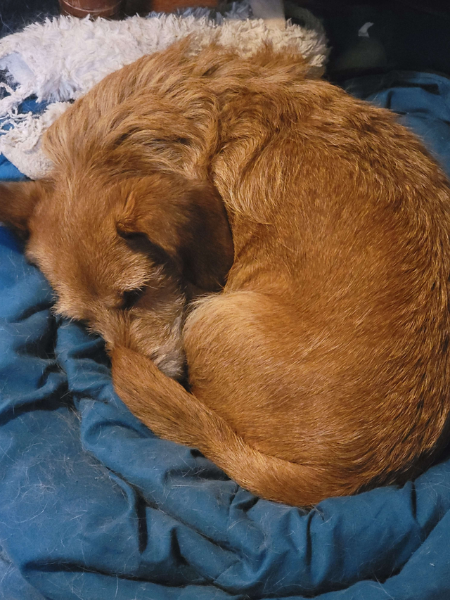 3 mixed breed west highland terriers for sale in Dogs & Puppies for Rehoming in Fredericton - Image 5