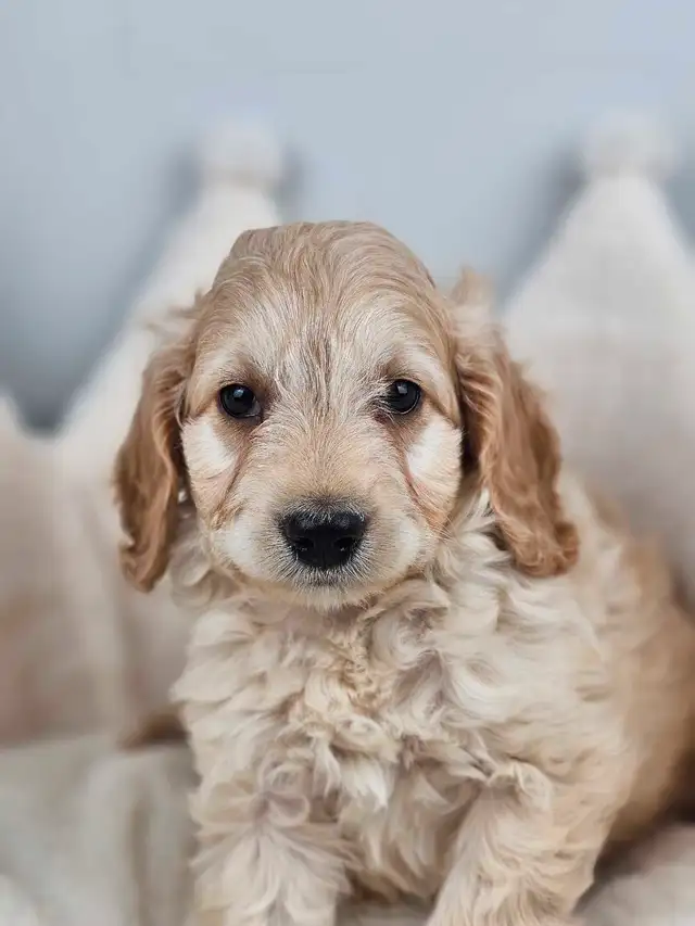 Cockapoo Puppies for Sale in Dogs & Puppies for Rehoming in Oakville / Halton Region - Image 2