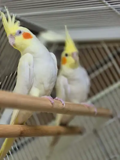 Beautiful Lutino Cockatiels for Sale, View more
