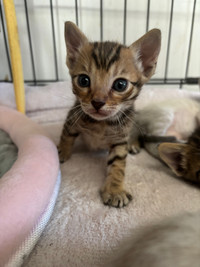 3 aby/bengal mixed kittens 