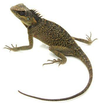 BEAUTIFUL MOUNTAIN HORNED DRAGON SPECIAL in Reptiles & Amphibians for Rehoming in North Bay