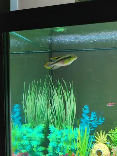 Looking to re-home two Kribs, View more