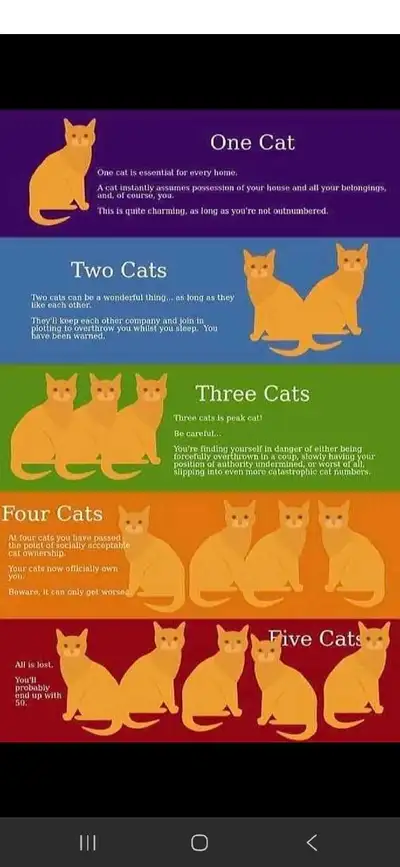 wanted cat items , View more
