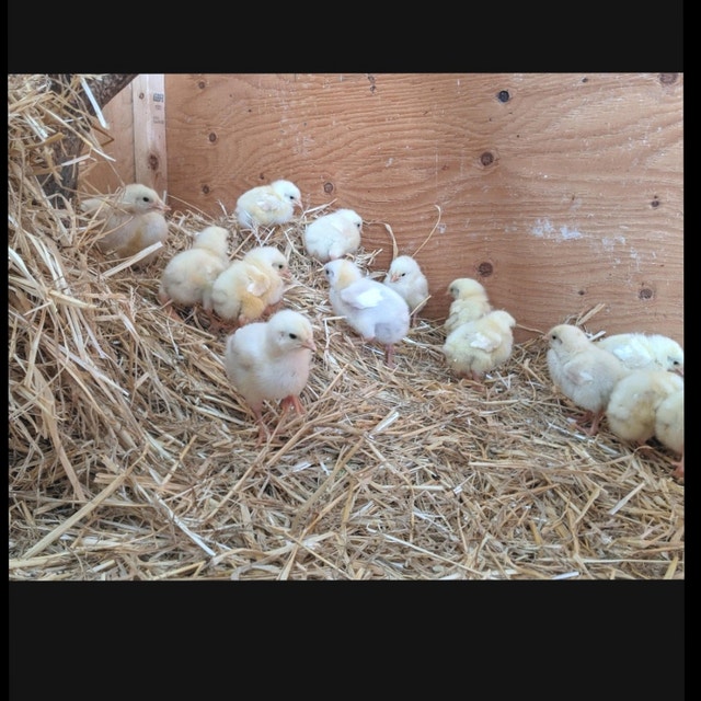 Cornish giant / meat bird chicks Livestock Calgary Kijiji