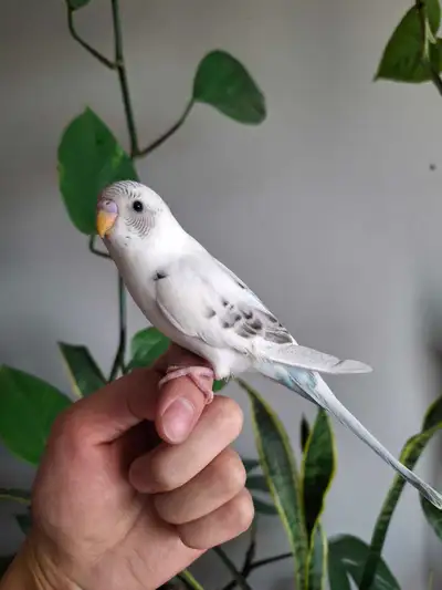 budgies for rehoming, View more