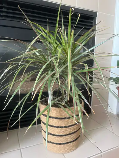 Dracaena Plant, View more