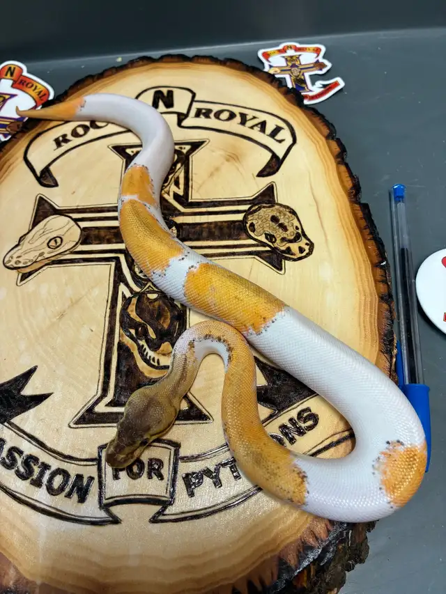 super orange dream pas pin Pied in Reptiles & Amphibians for Rehoming in Saint John - Image 4