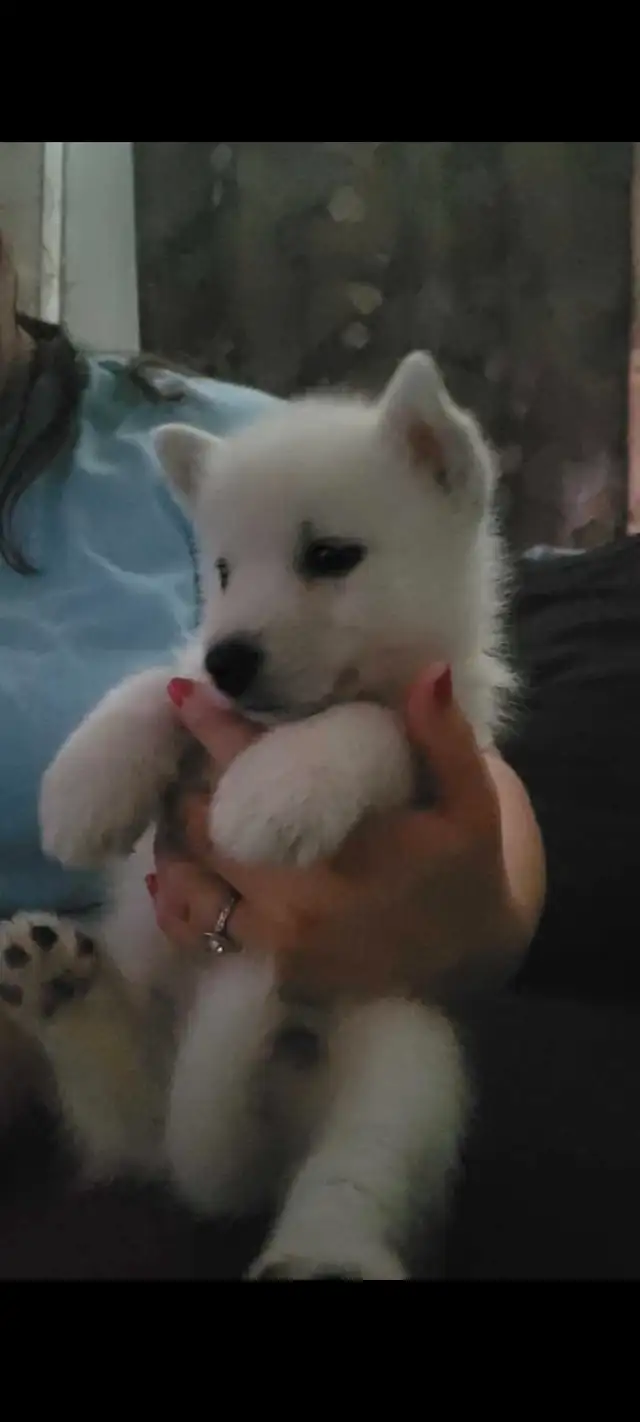 All white husky puppies in Dogs & Puppies for Rehoming in Windsor Region - Image 4