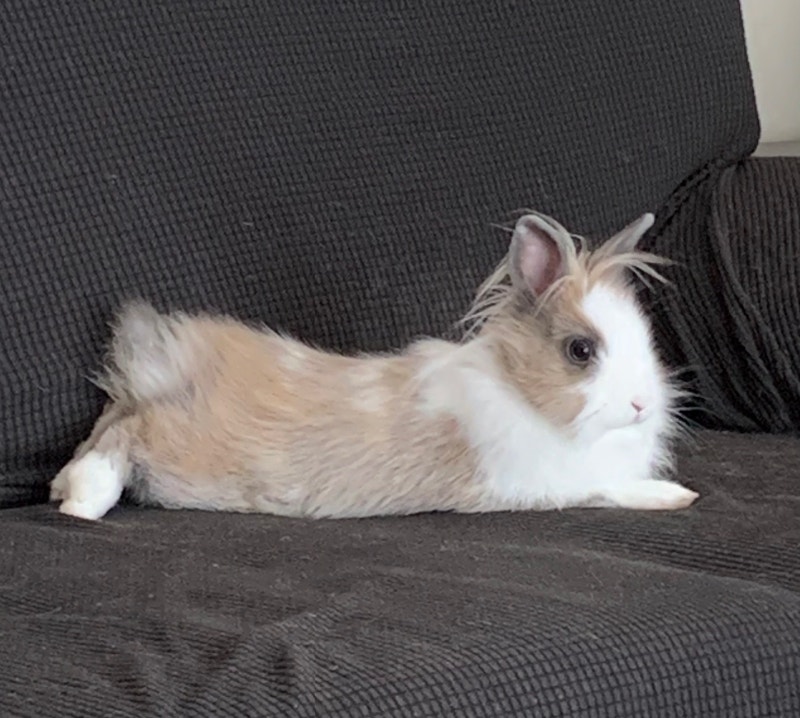 7 Month old Lion Head Bunny comes with cage Small Animals for