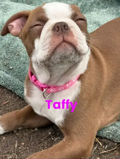 Meet the adorable Candy litter : 1 Female(Taffy) 2 males (Rolo & Hershey ). They are pure Boston pup...