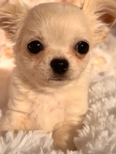 3 to 4 lbs toy size Girl Chihuahua  white/cream Blue tri puppies, View more