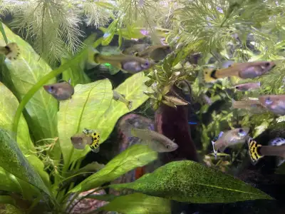 Assorted male and female guppies for sale ($3 each), View more