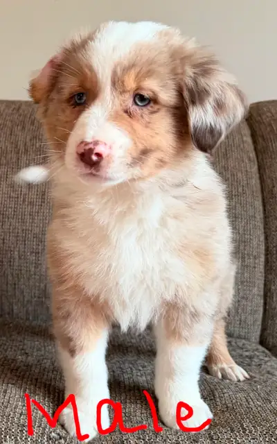 AUSTRAILIAN SHEPHERD PUPS, View more