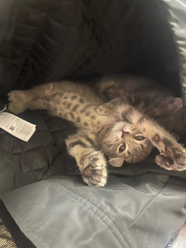 Magnifiques HLYNX dans Chats et chatons à adopter  à Ville de Québec - Image 2