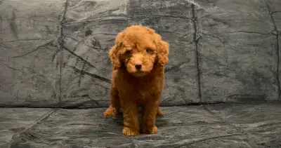 Mini Goldendoodle Puppies, View more