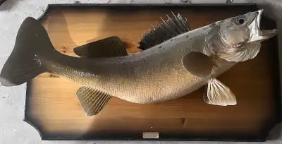 Taxidermy Pickerel-Walleye, View more