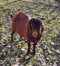 Boer-alpine bucks for sale