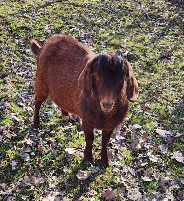 Boer-alpine bucks for sale in Livestock in Leamington