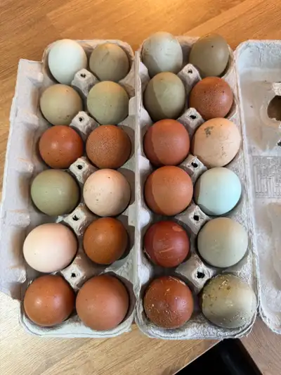 BYM Hatching Eggs Olive Egger Rooster & Maran Rooster over Olive Egger, Maran, Welsummer Hens $20/do...