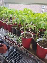 Heirloom tomato plants