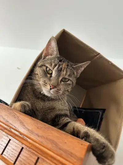 Femelle bengal 2 ans Besoin d’une famille sans chien Habitué au chat et au enfant Super tempérament...