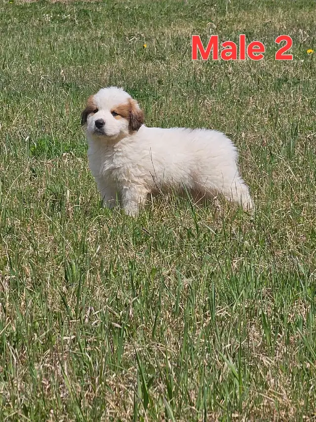 Great Bernese Puppies  **3 Left** in Dogs & Puppies for Rehoming in Edmonton - Image 6