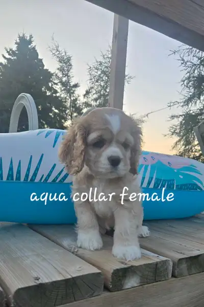 American Cocker Spaniel Puppies READY TO GO, View more
