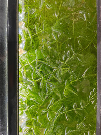 Hornwort - big sandwich bag