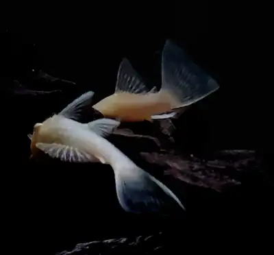 Albino bristlenose plecos , View more