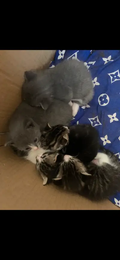  kittens for rehoming , View more