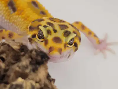 Albino Jungle Tangerine Leopard Gecko – $240 Available now at Valley Exotics Bright, bold, and beaut...