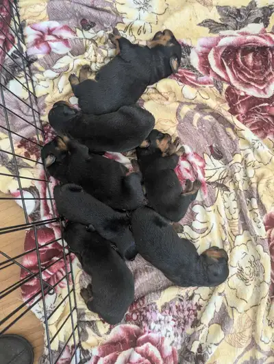 Pure rotties, View more