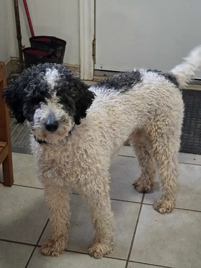 adorable labradoodle pups in Dogs & Puppies for Rehoming in Norfolk County - Image 6