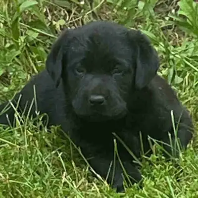 CKC Registered Labrador Retriever Puppies, View more