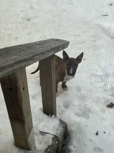 CKC standard English bull terrier pups, View more