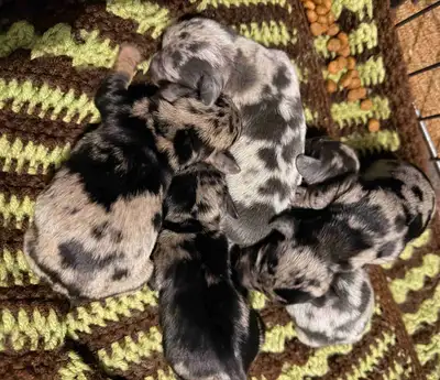 Mini Dapple Dachshunds, View more