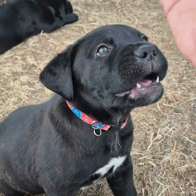 5 availavle. Ready to go. Purebred Cane Corso Puppies in Dogs & Puppies for Rehoming in Winnipeg - Image 8
