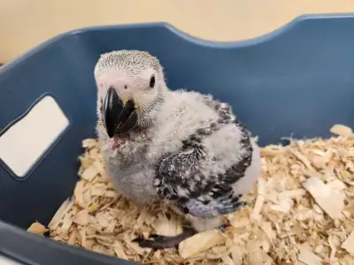 Baby Congo African Grey , View more