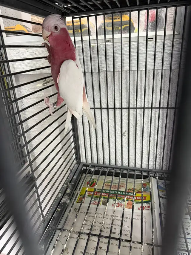 Latino Galah  Cockatoo in Birds for Rehoming in Delta/Surrey/Langley - Image 3