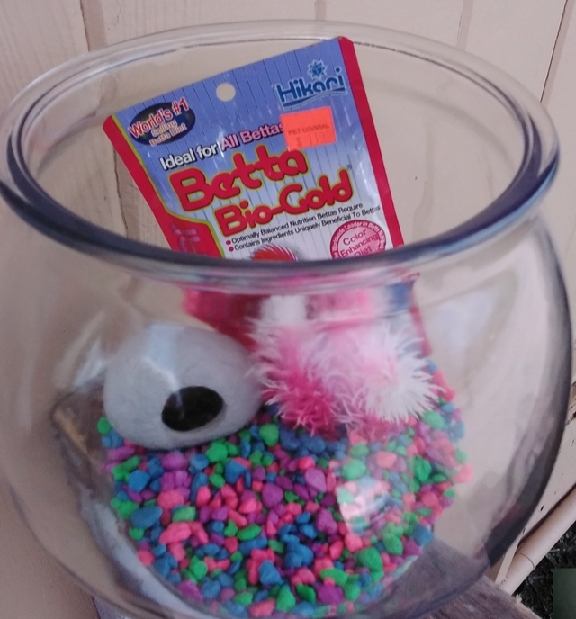 Many small aquariums for sale price in description. in Fish for Rehoming in Saint John - Image 4