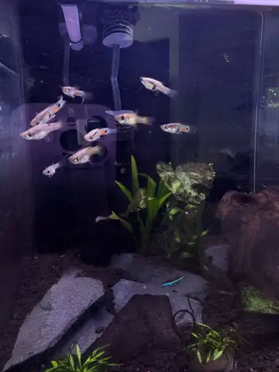 10 Tetra Fish , plants , rocks , wood , View more