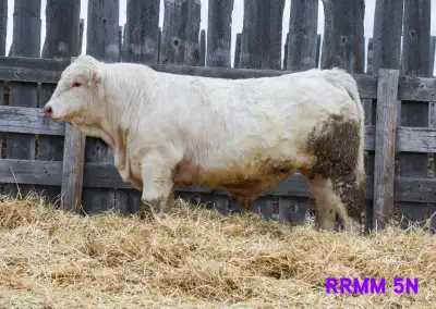 Registered Charolais Yearling Bulls Available, View more
