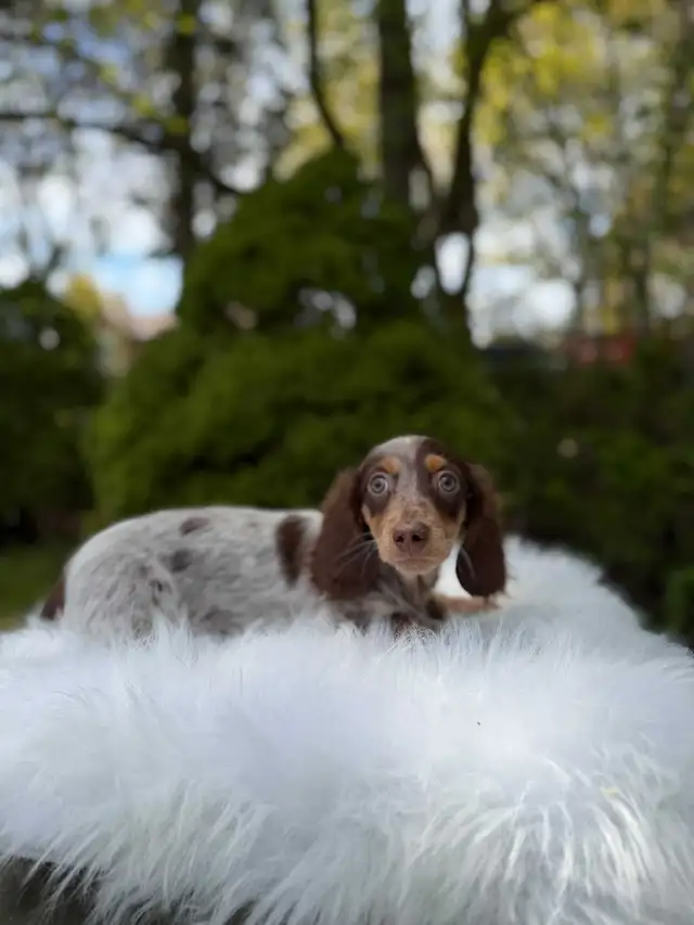 Beautiful Miniature Long-Haired Dachshund Puppy - last one in Dogs & Puppies for Rehoming in City of Toronto - Image 7